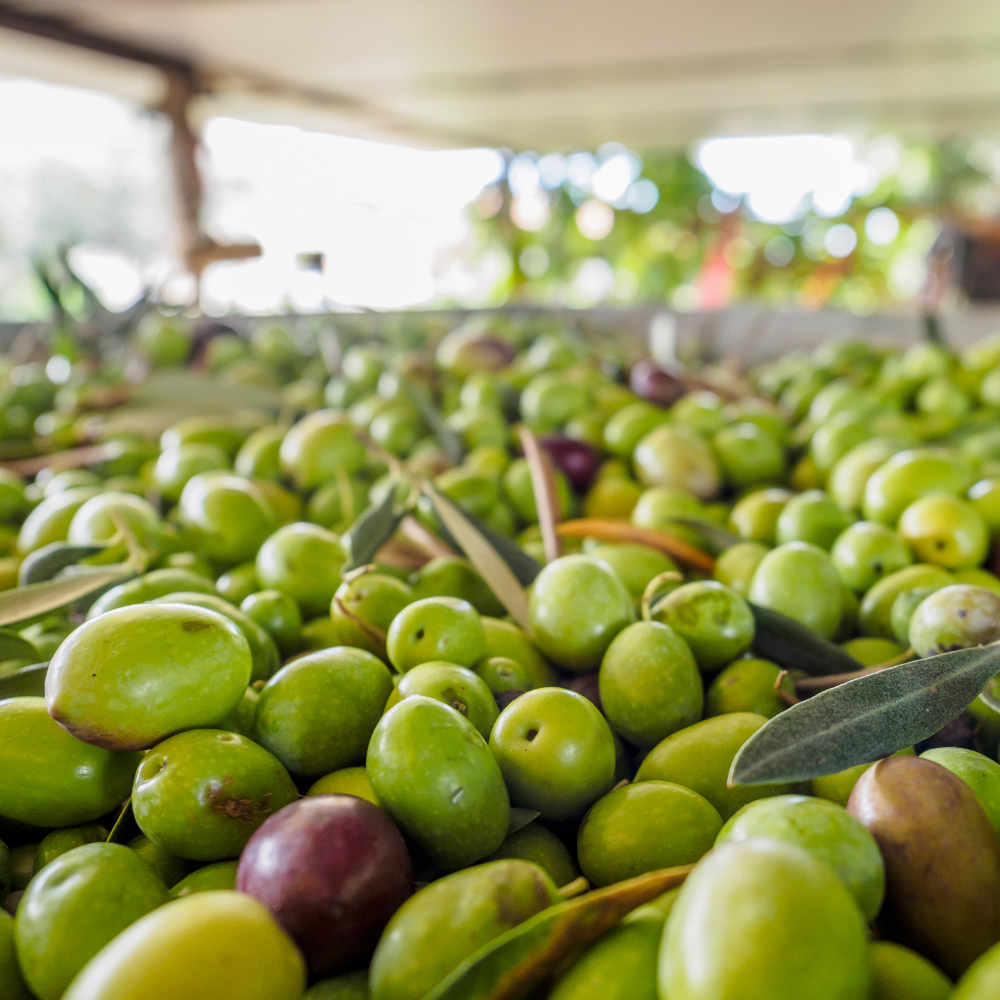 Aceite de Oliva Virgen Extra - Ecológico