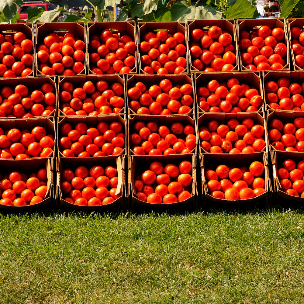 Tomate Daniela