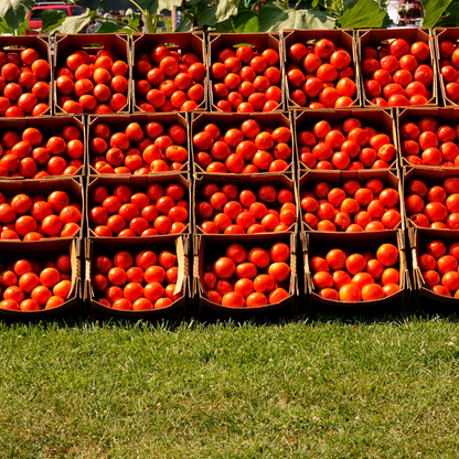 Tomate Daniela