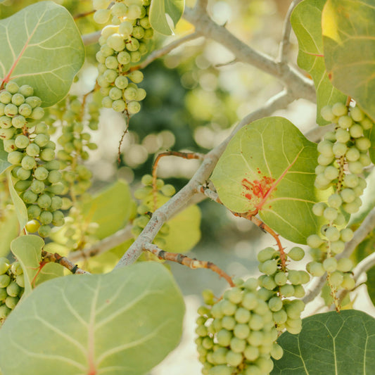 Uva Blanca sin pipas (Kg)